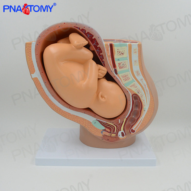 1比1妊娠盆腔带婴儿模型 女性盆腔附足月9月胎儿模型医学教学教具