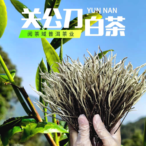 云南关公刀白茶古月银针冰岛古树