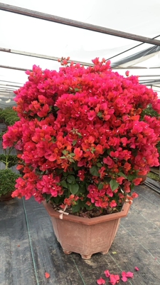 原生老桩同安红三角梅四季开花