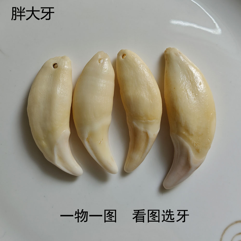 大号胖老牙真狗牙男士霸气项链吊坠随身平安看图挑牙男人挂件礼物