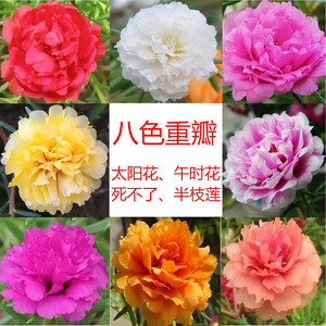 混色重瓣太阳花单瓣苗晒不死午时花死不了半支莲花直播一物一拍