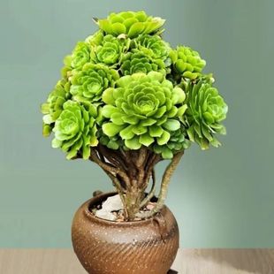 粉女巫美杜莎绿羊绒万圣节赤霞飞室内花卉多肉植物颗大颗法师