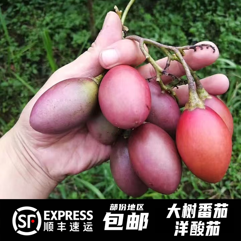 云南大树番茄鸡蛋果顺丰包邮蘸水