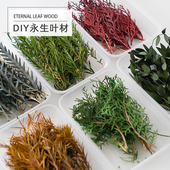 DIY天然盒装 叶材尤加利叶兔尾草松柏叶龙须草苹果叶情人草千层叶