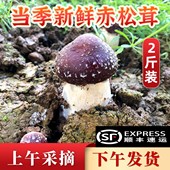 松茸菇新鲜赤松茸大球盖菇深山红姬松茸煲汤菌菇现采现发顺丰 包邮