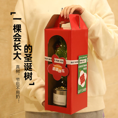 一颗会长大的圣诞树【顺丰包邮】
