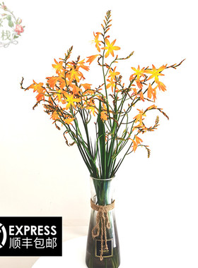 云南基地鲜橙色火焰兰花期长一件空运包邮到家插花