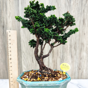 日本进口石化桧小老桩雅原生苗小微盆景一物一拍办公室茶桌面绿植