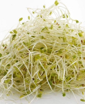 Microgreens Alfalfa sprouts 新鲜苜蓿芽 30g 生机饮食沙拉素食