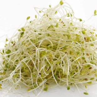 Microgreens Alfalfa sprouts 新鲜苜蓿芽 30g 生机饮食沙拉素食
