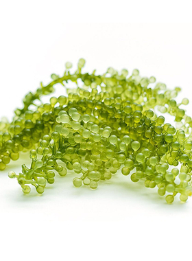 日料西餐素食特色食材 海葡萄 100g/包