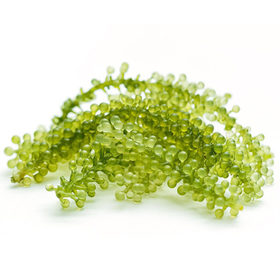 日料西餐素食特色食材 海葡萄 100g/包