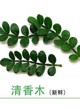 新鲜西餐日料装饰摆盘  清香木胡椒木 香叶子30枝/盒