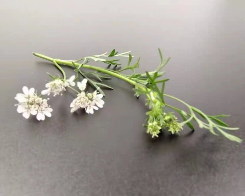 microgreens新鲜特色 西餐日料摆盘装饰花材香菜花15枝每支约5朵