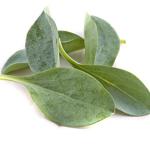 Oyster Leaves 微绿田园稀有装饰食材西餐素食沙拉新鲜生蚝叶10片