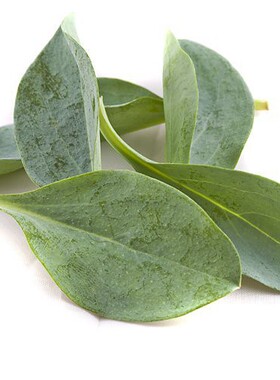 Oyster Leaves 微绿田园稀有装饰食材西餐素食沙拉新鲜生蚝叶10片