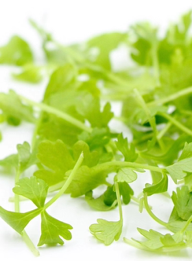 Micro Celery 新鲜微型芹菜苗 微叶芹菜 30g 西餐摆盘素食沙拉