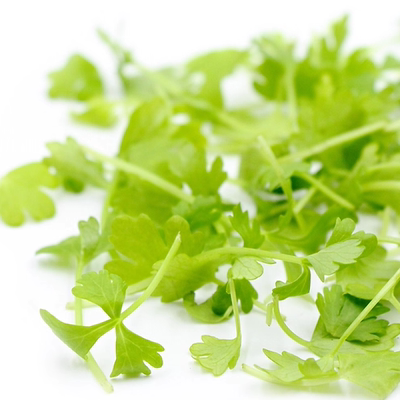 Micro Celery 新鲜微型芹菜苗 微叶芹菜 30g 西餐摆盘素食沙拉