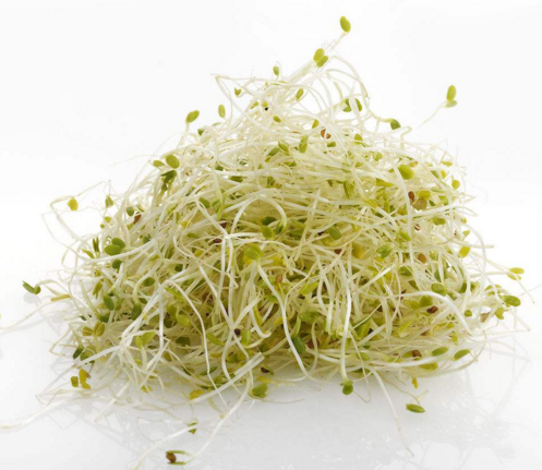 Microgreens Alfalfa sprouts新鲜苜蓿芽100g30g生机沙拉有机素食