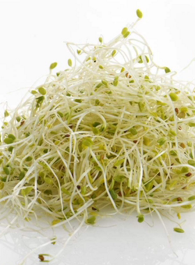 Microgreens Alfalfa sprouts新鲜苜蓿芽100g30g生机沙拉有机素食