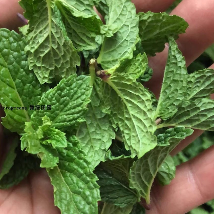 Mint Shoots 新鲜薄荷芽 薄荷尖 小薄荷头35g约50朵 西餐蛋糕饮料