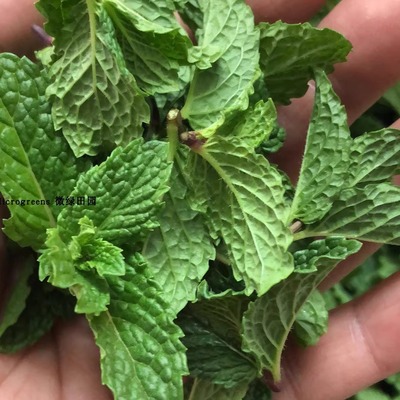 Mint Shoots 新鲜薄荷芽 薄荷尖 小薄荷头35g约50朵 西餐蛋糕饮料