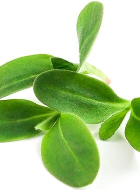 Micro Borage 新鲜琉璃苣苗10g 西餐摆盘沙拉素食 青瓜清香味道