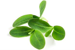 Micro Borage 新鲜琉璃苣苗10g 西餐摆盘沙拉素食 青瓜清香味道