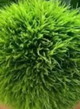 Microgreens微绿田园 西餐 特色 食材 摆盘装饰 绿毛球3-4球