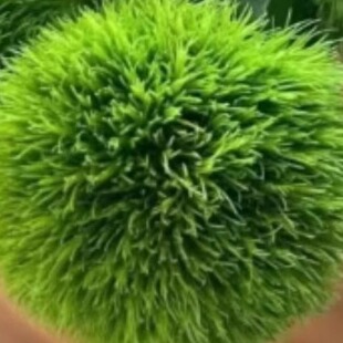 Microgreens微绿田园 西餐 特色 食材 摆盘装饰 绿毛球3-4球