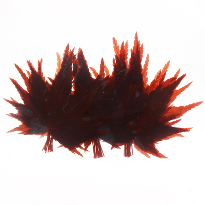 微绿田园 盐渍红枫叶约30片/包 日料酒店可食用摆盘装饰 腌制枫叶