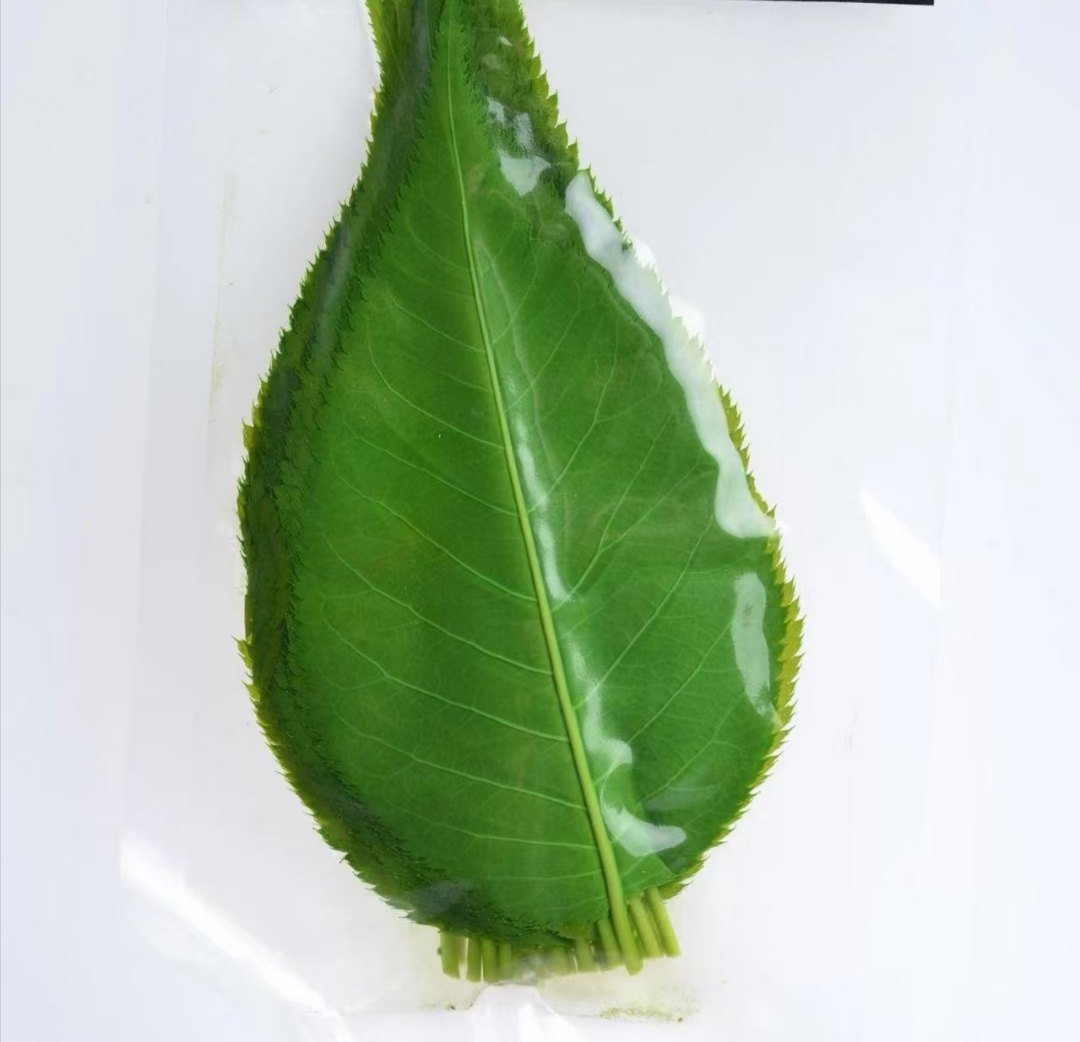 微绿田园 真空包装樱叶20 片/包  日料酒店可食用摆盘装饰