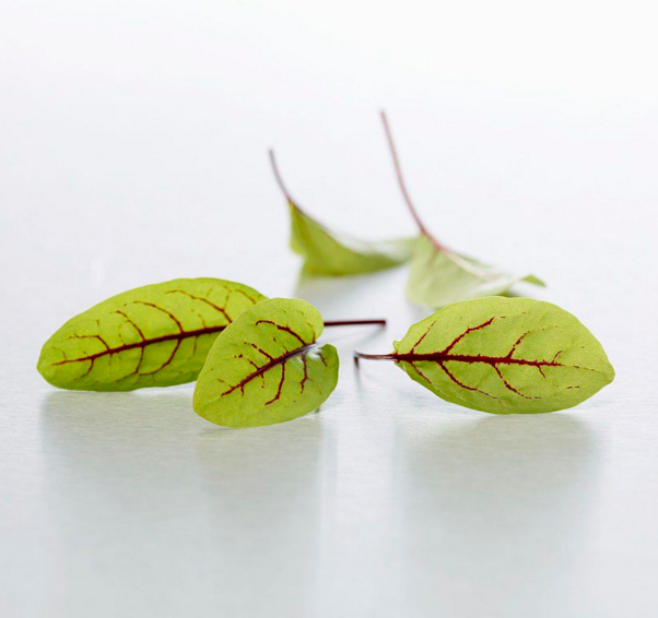 西餐摆盘装饰花苗 Sorrel Red 新鲜 红丝酸模 红茎酸模叶 30片