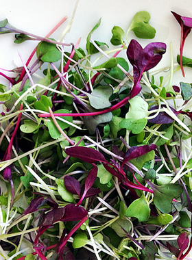 新鲜西餐装饰摆盘 混合芽苗 杂苗 20g 品种随机 广东满99元包顺丰