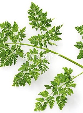 新鲜细叶芹50g Chervil 西餐摆盘 食用新鲜香草 香料 雪维菜