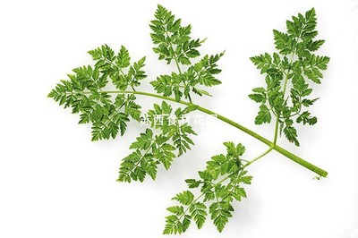 新鲜细叶芹50g Chervil 西餐摆盘 食用新鲜香草 香料 雪维菜