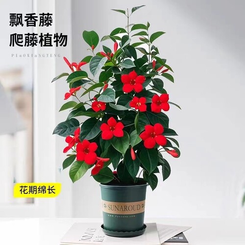 飘香藤四季开花爬藤耐热耐晒