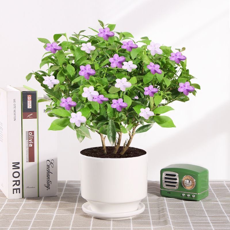 双色茉莉花苗盆栽四季茉莉香味浓郁室内花卉香水盆景鸳鸯白色茉莉