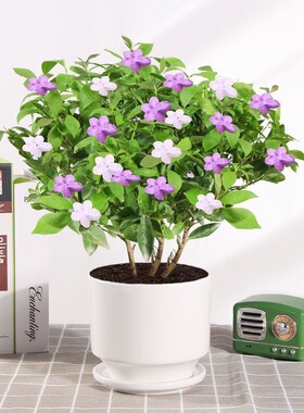 双色茉莉花苗盆栽四季茉莉香味浓郁室内花卉香水盆景鸳鸯白色茉莉