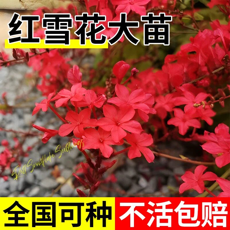 红色红雪花苗耐热长势快多年生室外阳台庭院植物易养蓝雪花白雪花