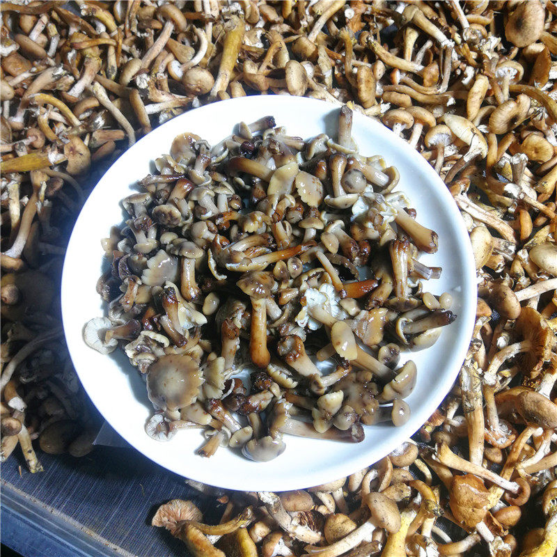长白山榛蘑新鲜冷冻蘑菇野生蘑菇2斤每份 有盐腌渍可以选包邮