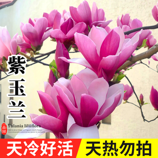 玉兰花树苗庭院室外南方北方耐热耐寒木本花卉植物紫红玉兰花苗