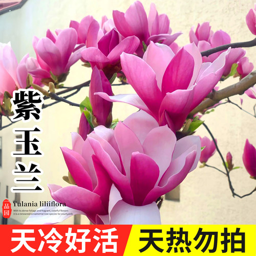 紫玉兰树苗多季开花苗圃直销