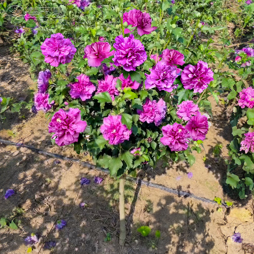 紫玉木槿树苗夏季花期耐寒耐热