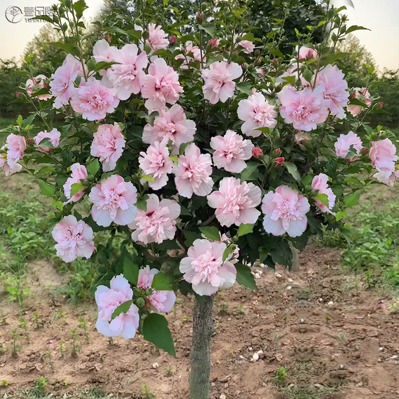 木槿花盆栽重瓣大花阳台庭院花树当年开花花苗食用木槿树苗-封面