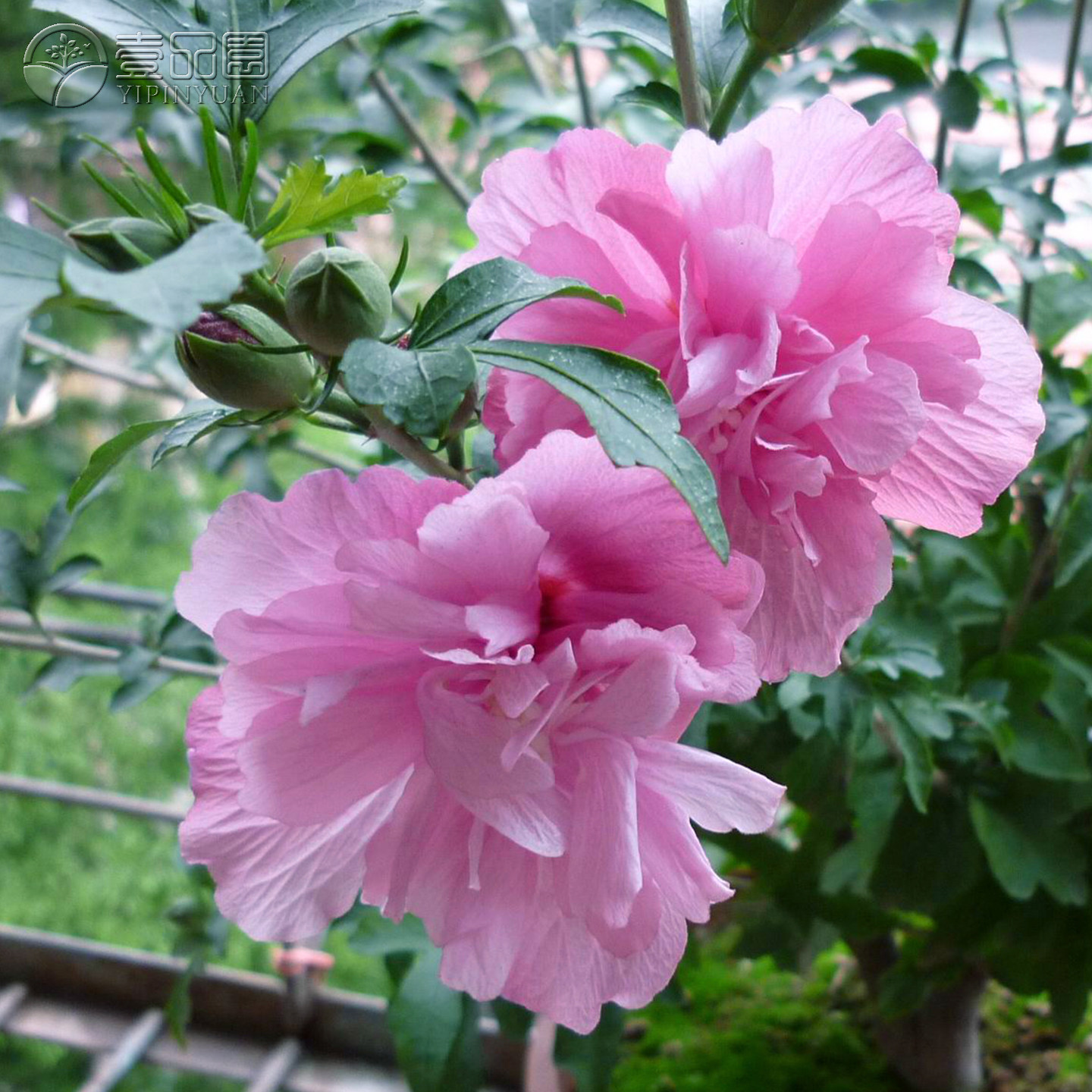 玫粉木槿花树苗棒棒糖耐寒耐热