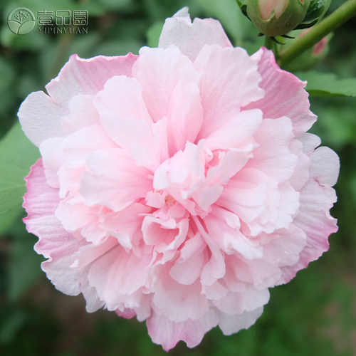棒棒糖木槿花盆栽重瓣阳台花期长
