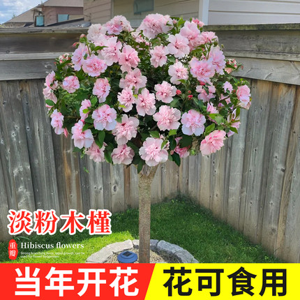 木槿花盆栽重瓣大花阳台庭院花树当年开花花苗食用木槿树苗
