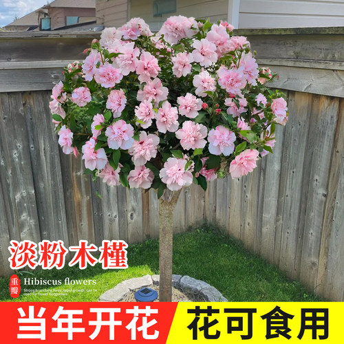 棒棒糖木槿花盆栽重瓣阳台花期长