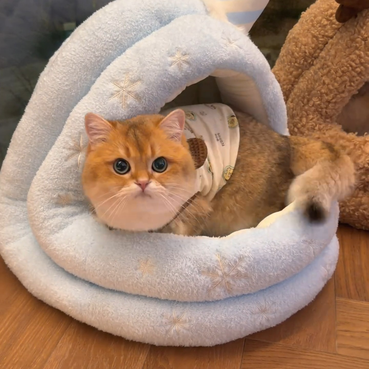 OOA雪屋蒙古包冬季保暖圣诞猫窝半封闭式狗窝垫子可拆洗宠物窝,宠物/宠物食品及用品,猫窝/屋/帐篷/沙发,淘宝优惠券,粉丝福利购,淘宝优惠卷